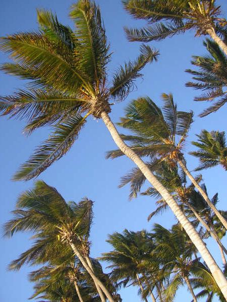 Palmtree