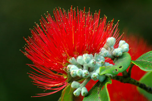 Pohutukawa